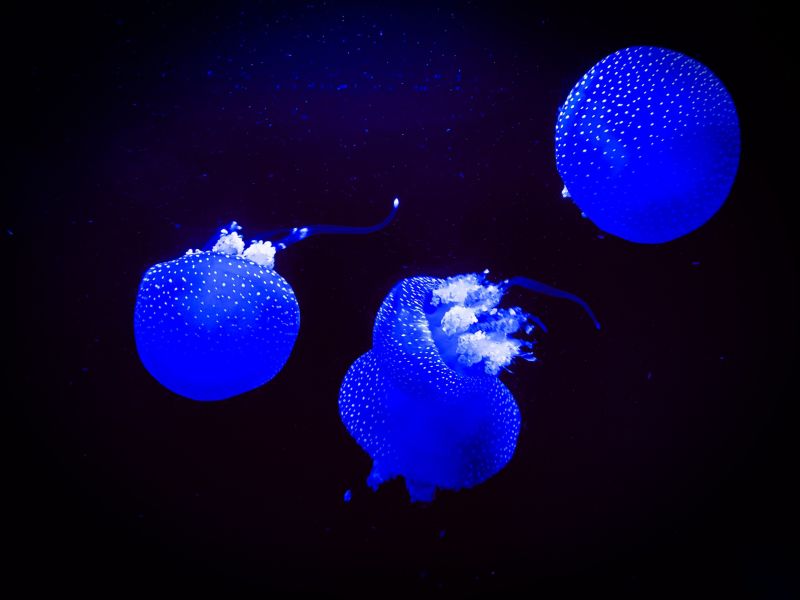 jellyfish