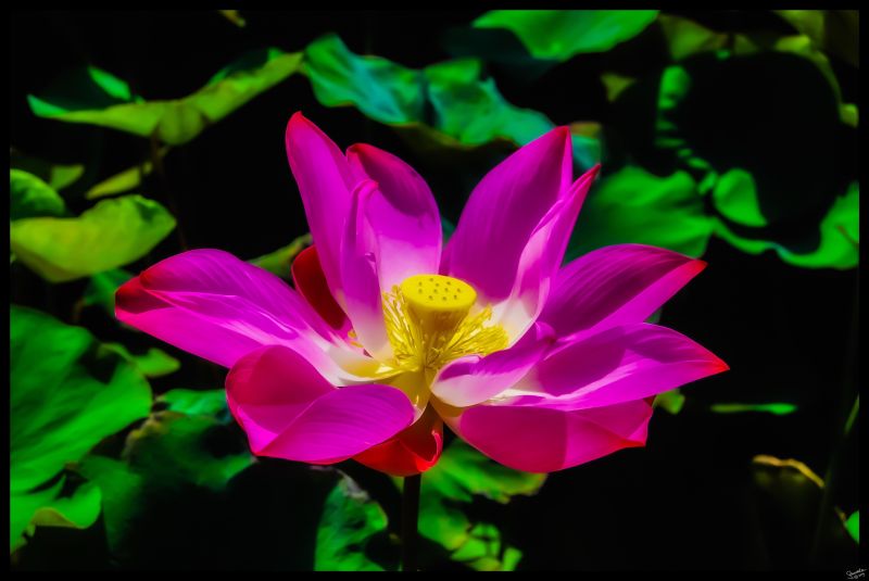 lotus bali
